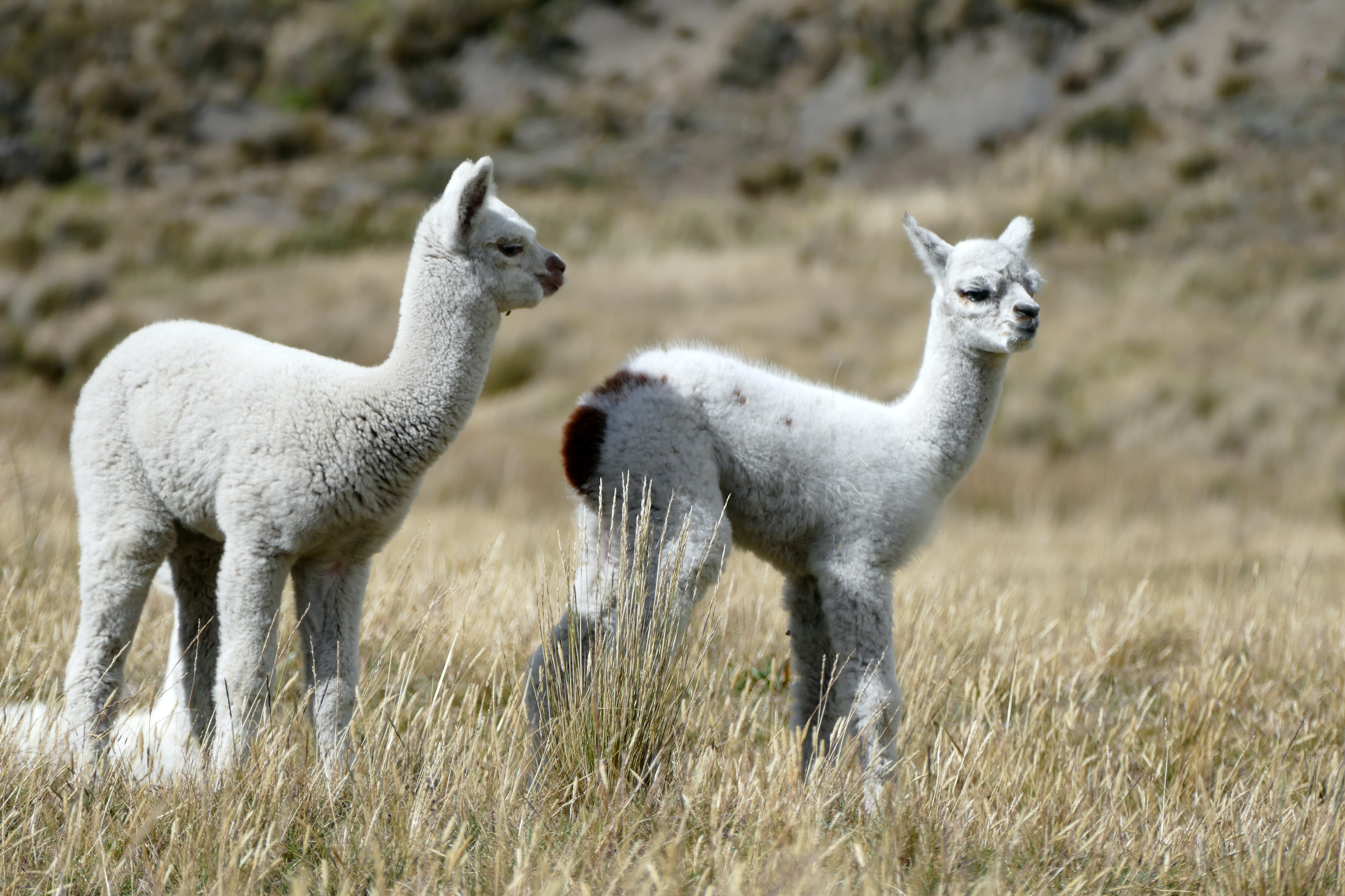 Picture of two cute llamas